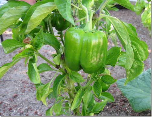 Bell Pepper Plant