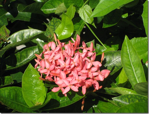 Florida Flower