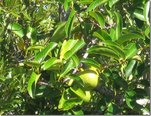 Everglade Apple