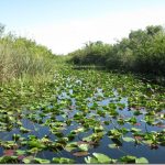 Florida Everglades
